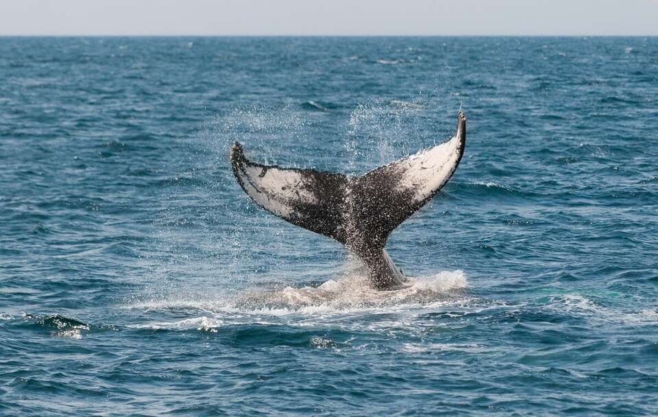 Zdjęcie ilustracyjne / autor: Pixabay/Angelo_Giordano