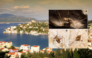 Miejscowość Kastellorizo / autor: Wikipedia/Chris Vlachos - Praca własna/CC BY 3.0/jor.pensoft.net