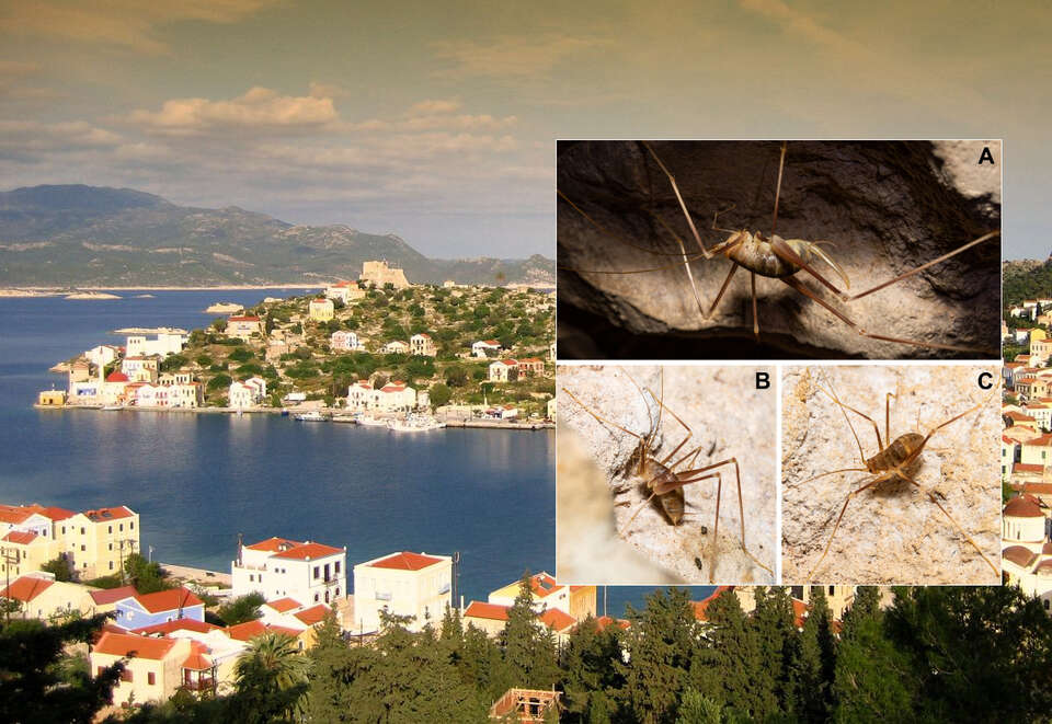 Miejscowość Kastellorizo / autor: Wikipedia/Chris Vlachos - Praca własna/CC BY 3.0/jor.pensoft.net