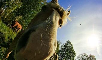 Zagrożenie bakteriologiczne na terenie Polski: Wykryto pałeczki wąglika w ciele padłego konia na lubelszczyźnie