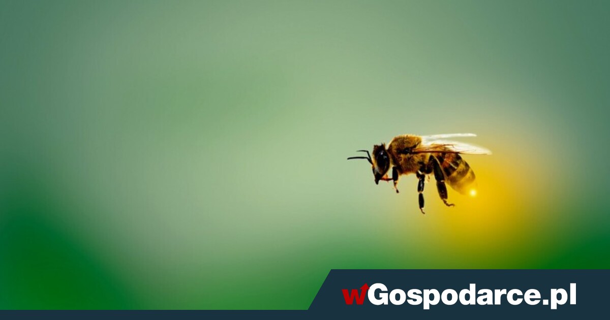 Poczta przetransportuje… pszczoły