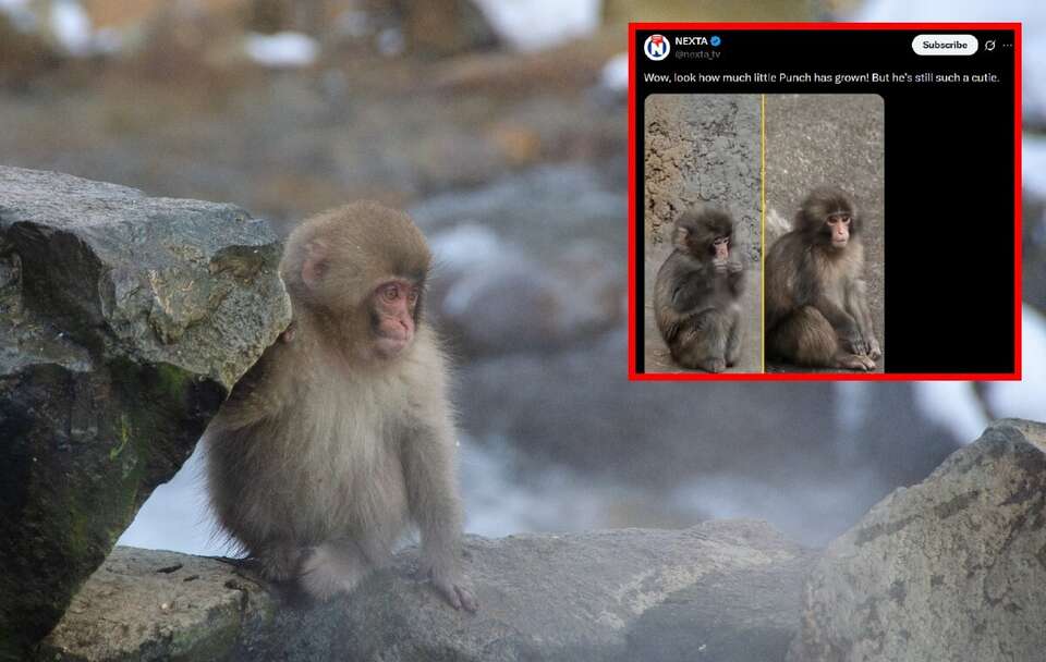 Punch rośnie jak na drożdżach! przez cały czas jest gwiazdą internetu