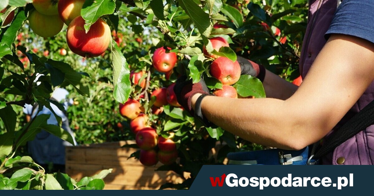 Coraz trudniej o sezonowych pracowników z Ukrainy