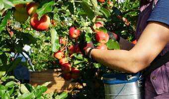 Coraz trudniej o sezonowych pracowników z Ukrainy
