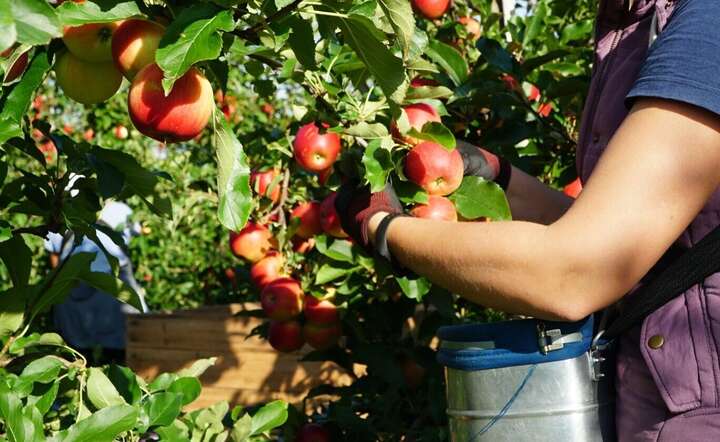 Zamiast Polski, gdzie procedury wjazdowe stały się bardziej rygorystyczne i skomplikowane, część pracowników zza wschodniej granicy wybiera dziś Niemcy / autor:  Freepik