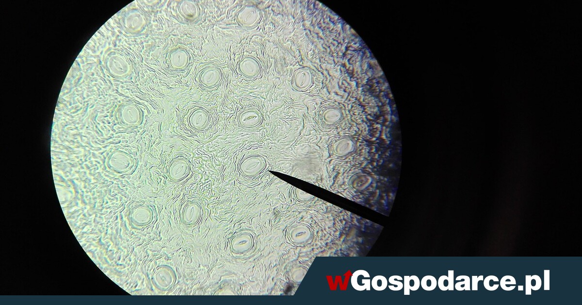 Przełom na poziomie komórkowym w walce z nowotworami?