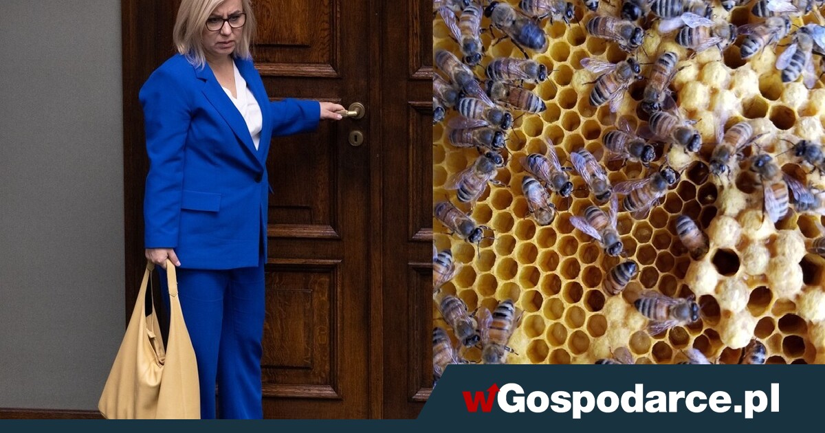 Uwaga, absurd! Pszczoły na celowniku minister klimatu