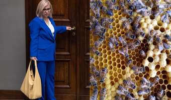 Uwaga, absurd! Pszczoły na celowniku minister klimatu