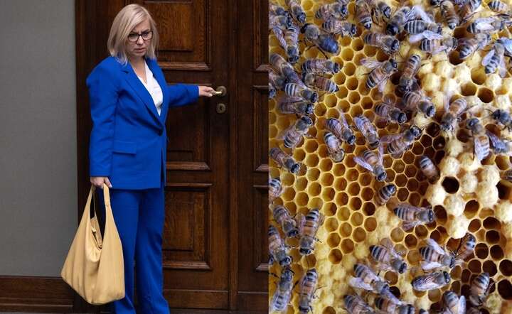 Paulina Hennig-Kloska chce wpisać do unijnej strategii atak na polskie pszczelarstwo / autor: Fratria / AW / Pixabay