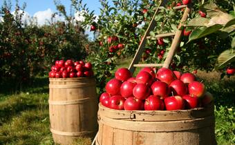 Arabowie polubili polskie jabłka…ale wysokiej jakości