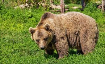 Jesteś w Tatrach? Uważaj na niedźwiedzie