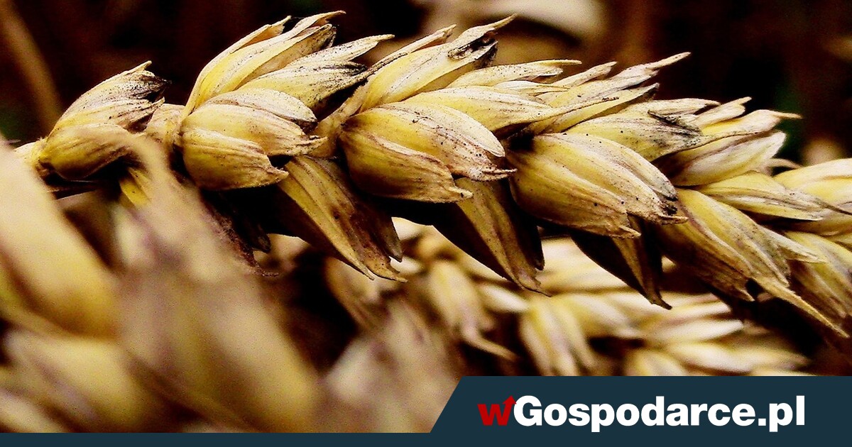 Groźny wirus zagraża naszemu zbożu