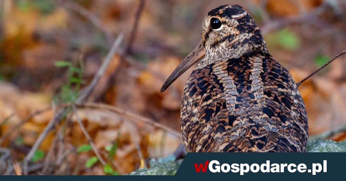 Słonka i cztery inne gatunki ptaków już nie dla myśliwych