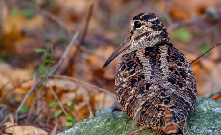 Słonka od 2 stycznia już jest objęta zakazem polowań / autor: Pixabay