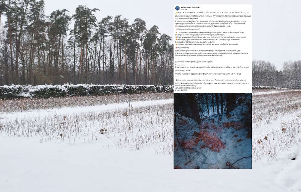 Zdjęcie ilustracyjne / autor: Fratria/Facebook/Nadleśnictwo Krościenko