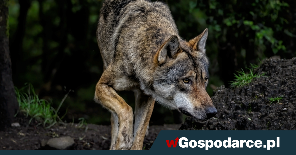 Dwa wilki na odstrzał. „Dla bezpieczeństwa”