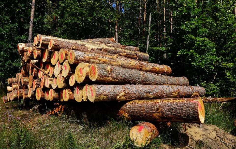 Będzie zakaz wywozu drewna z Polski poza UE? Propozycja LP