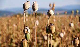 Likwidacja upraw maku to tragedia dla afgańskich rolników