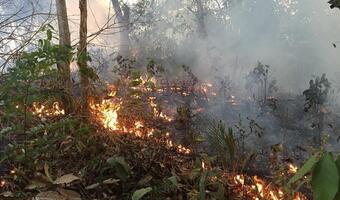 UE chce pomóc w walce z pożarami Amazonii