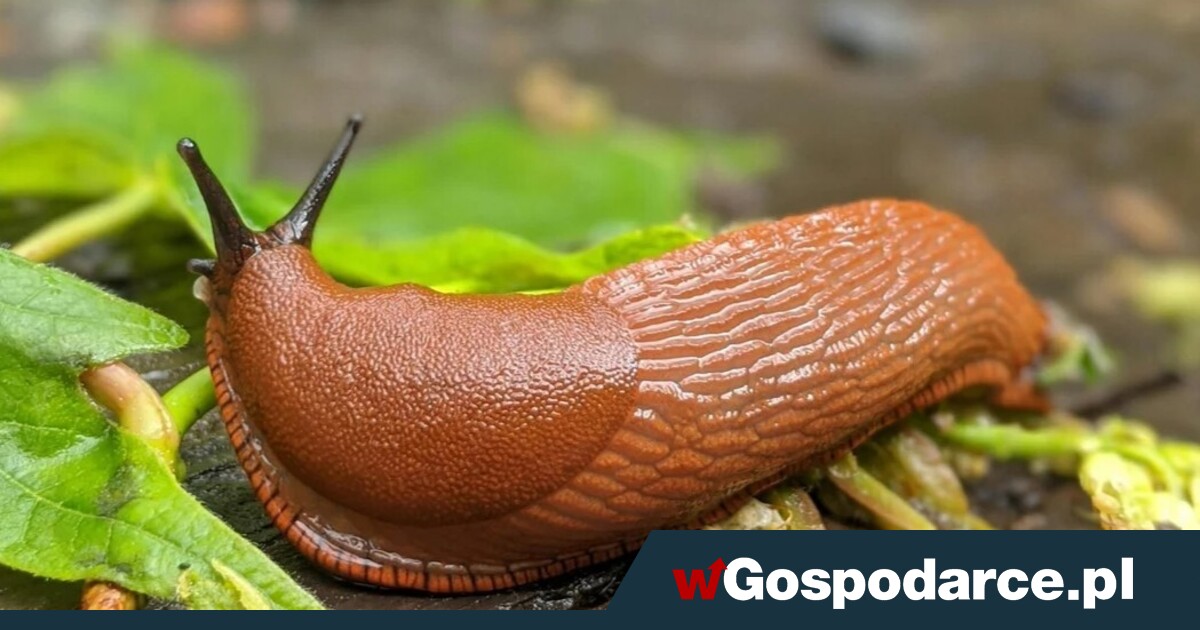 Żarłoczne ślimaki atakują uprawy