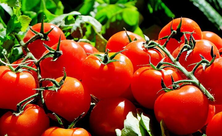 pomidory / autor: Pixabay