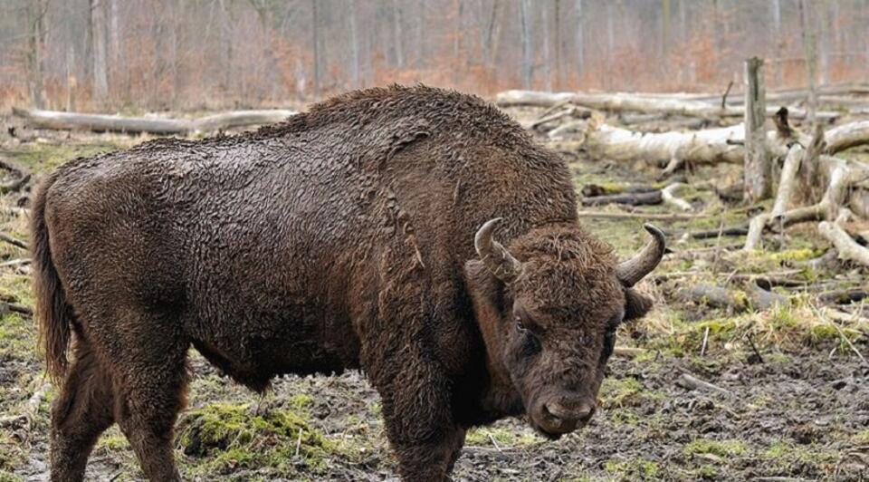 Fot. Michael Gäbler/Wikimedia Commons